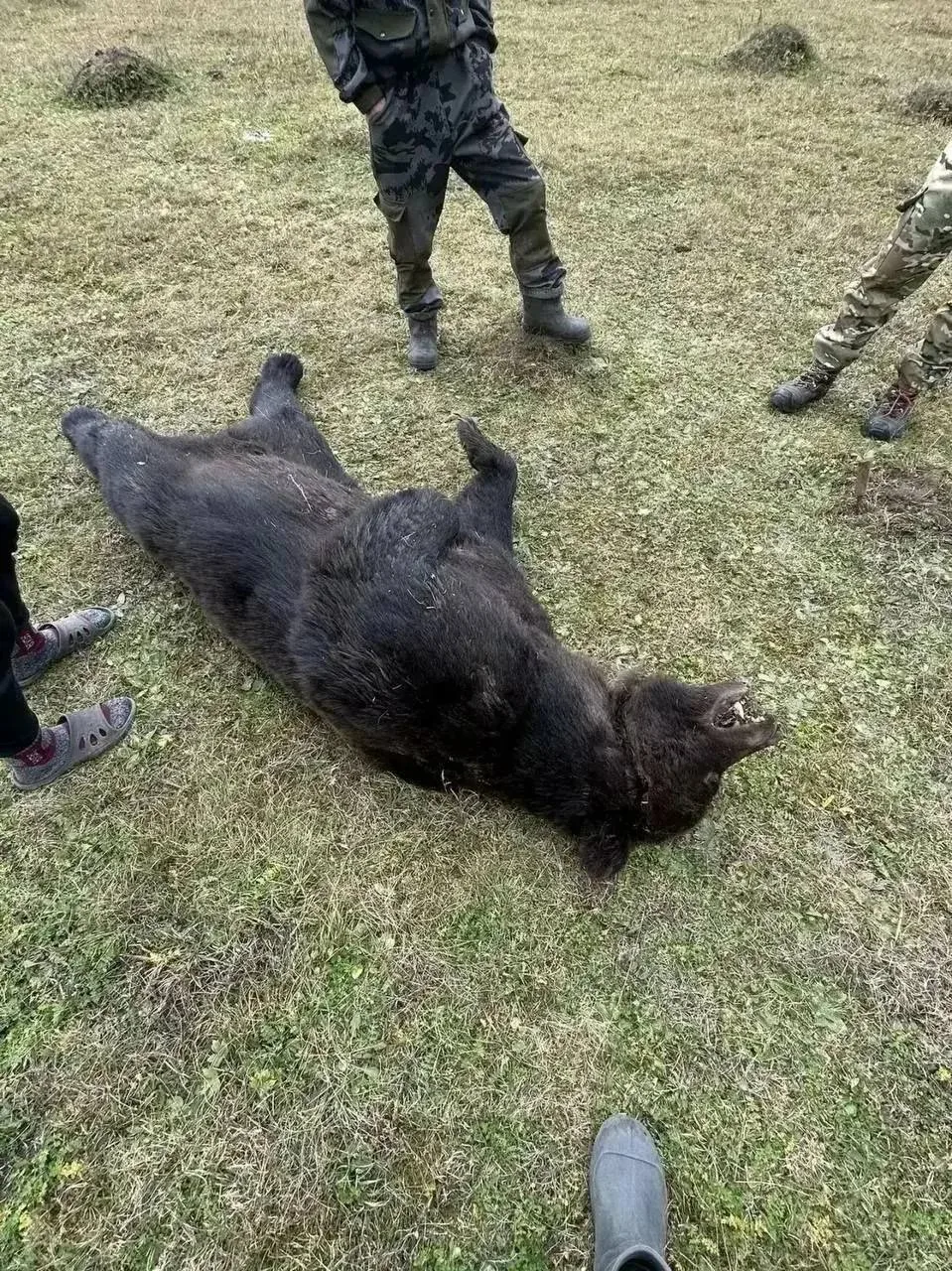 🐻 Житель Иркутской области выжил после нападения медведя