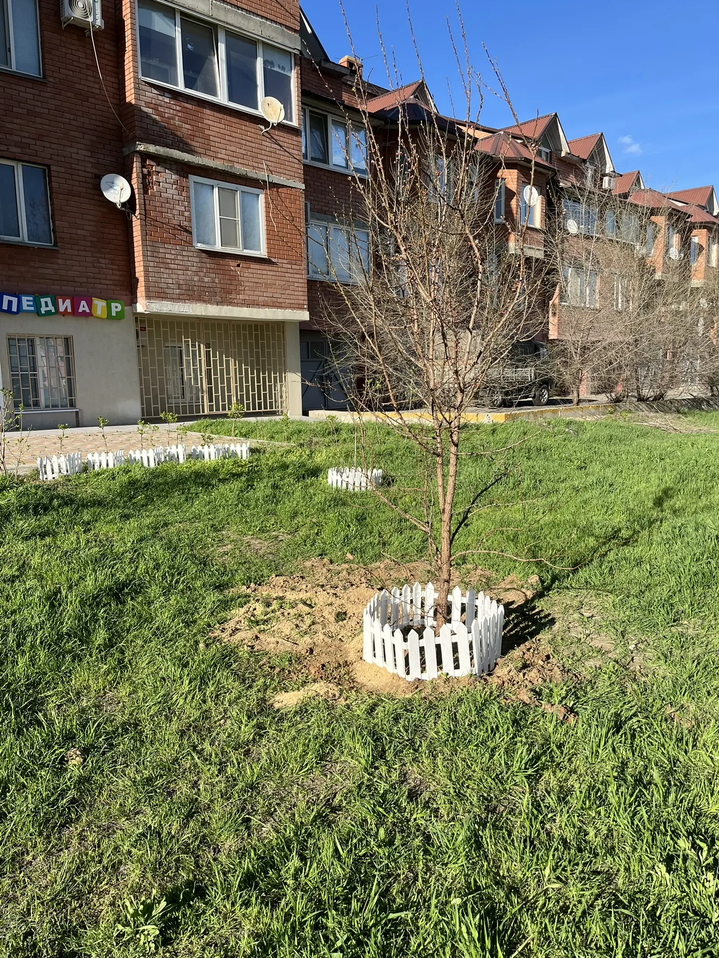 Прикопали около кабинета большую сирень и большой абрикос-дичку. Земля ужасная, сплошно...