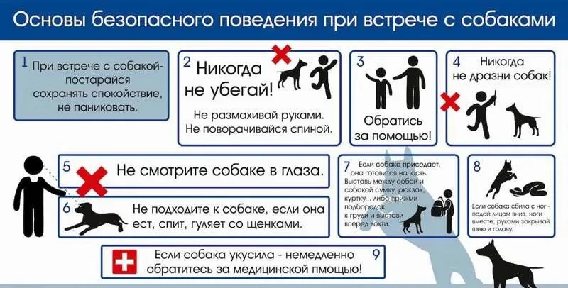 ❗️Памятка профилактики случаев нападения собак🐕 на детей в местах скопления безнадзорн...