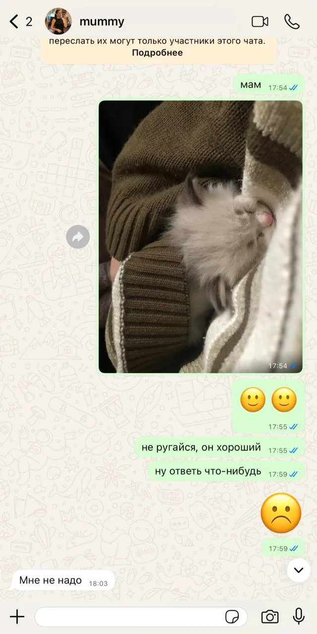 Женщина перекрасила кухню под цвет глаз кота  Девушка рассказала, что её мама сделала ремонт, которы