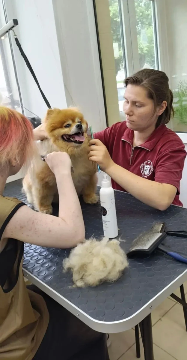 Ученики стригут и чешут шпицев. ✂️🐾