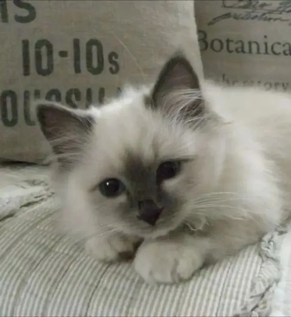 Аватарки с котятами🐱
