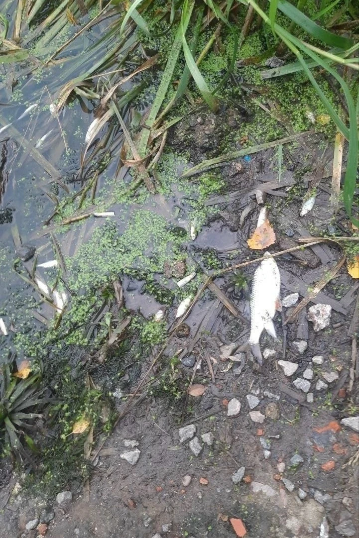 🐟 Рыба всплывает у Охты — жители жалуются на ужасный запах.