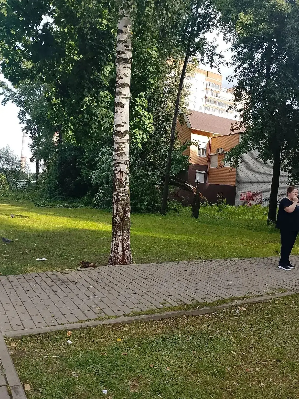 В Обнинске больше 20 поваленных деревьев! 

На фото ТЦ Курчатоваский и другие районы