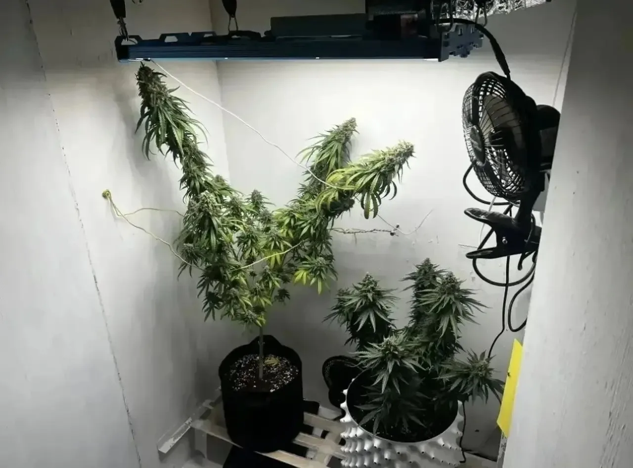 🍁 Под Оренбургом задержали дачника с 75 граммами марихуаны