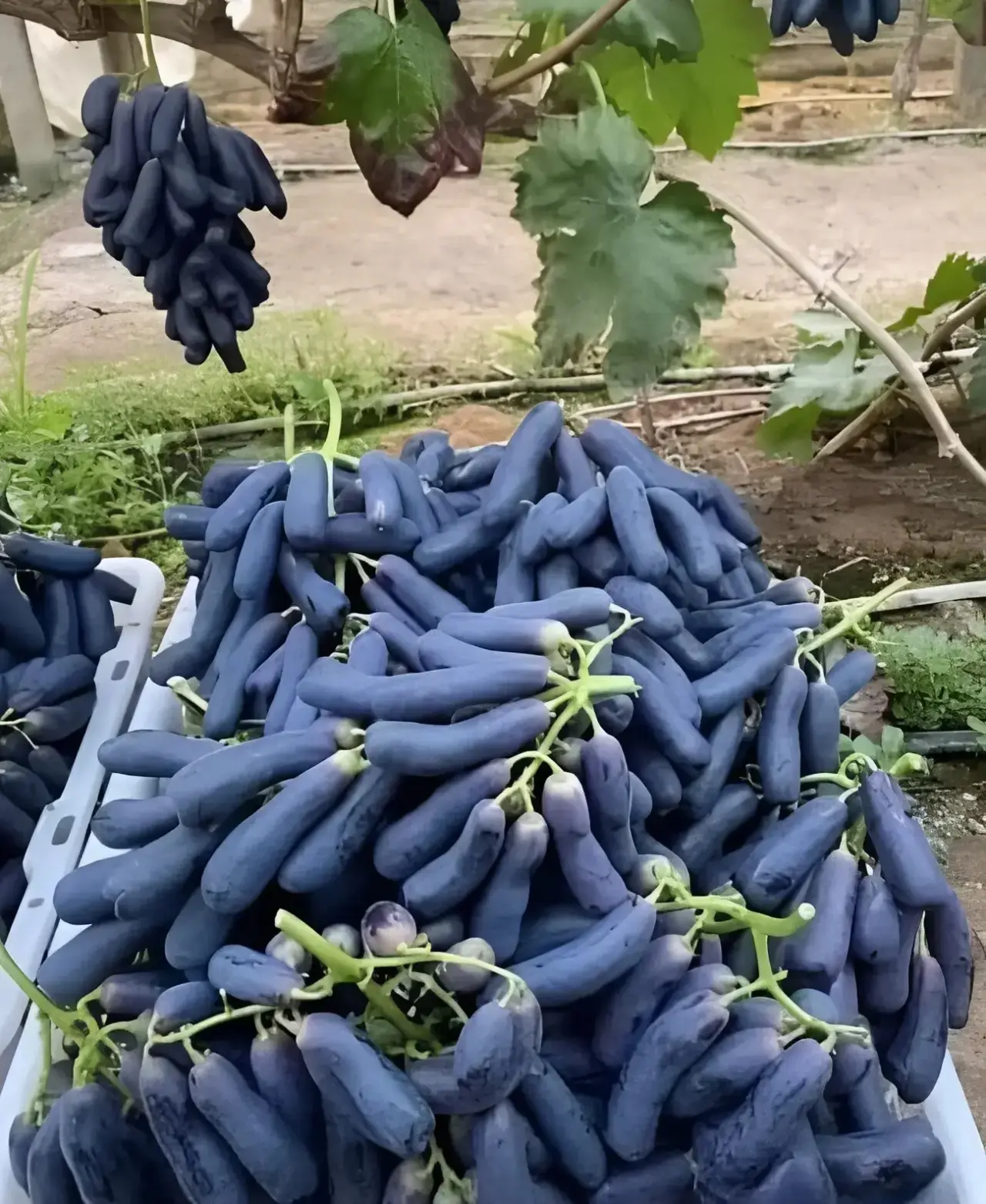 🍇🍇🍇 Caмый вкycный copт винограда - Aвaтap. Pacтeт мяcиcтым и вкycным!