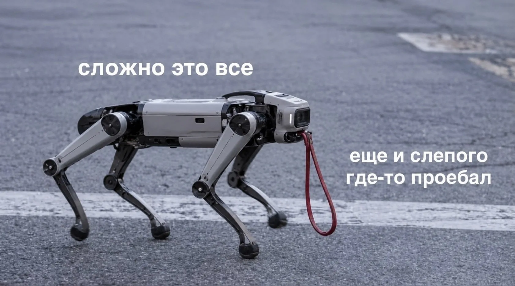 Теперь они пришли за хвостатыми — в Китае роботы заменяют дефицитных собак-поводырей