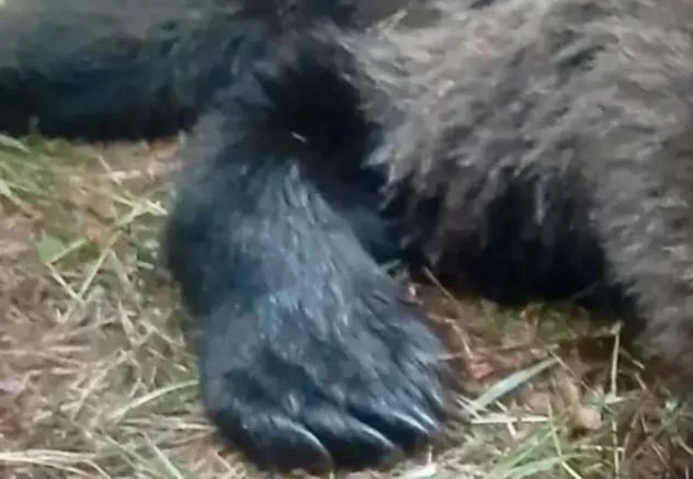 🐻 Медведей у Братска становится не меньше — оперативных групп уже семь