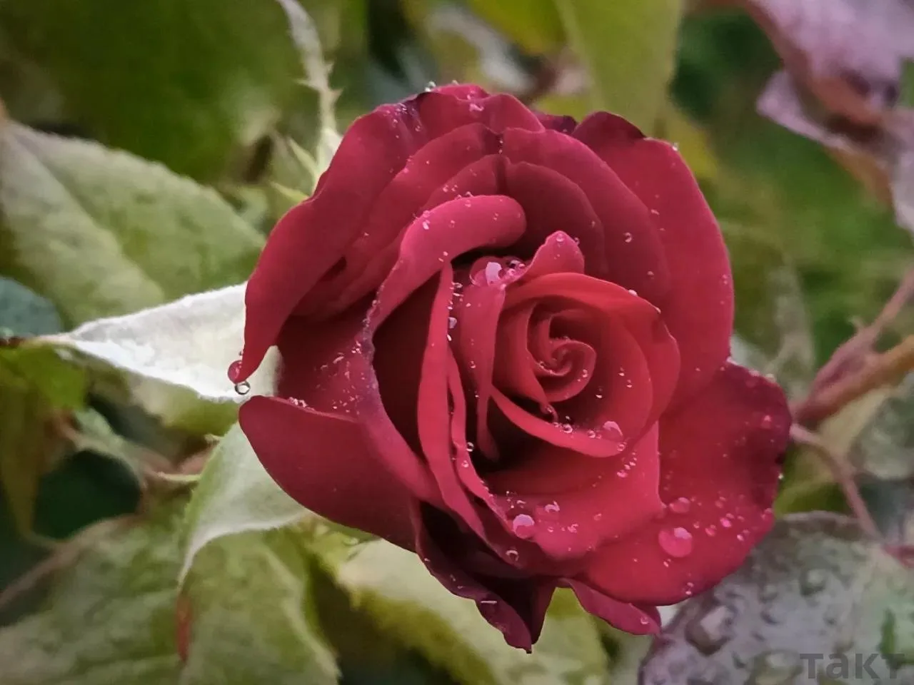 🌧️Доброе утро, Курск!