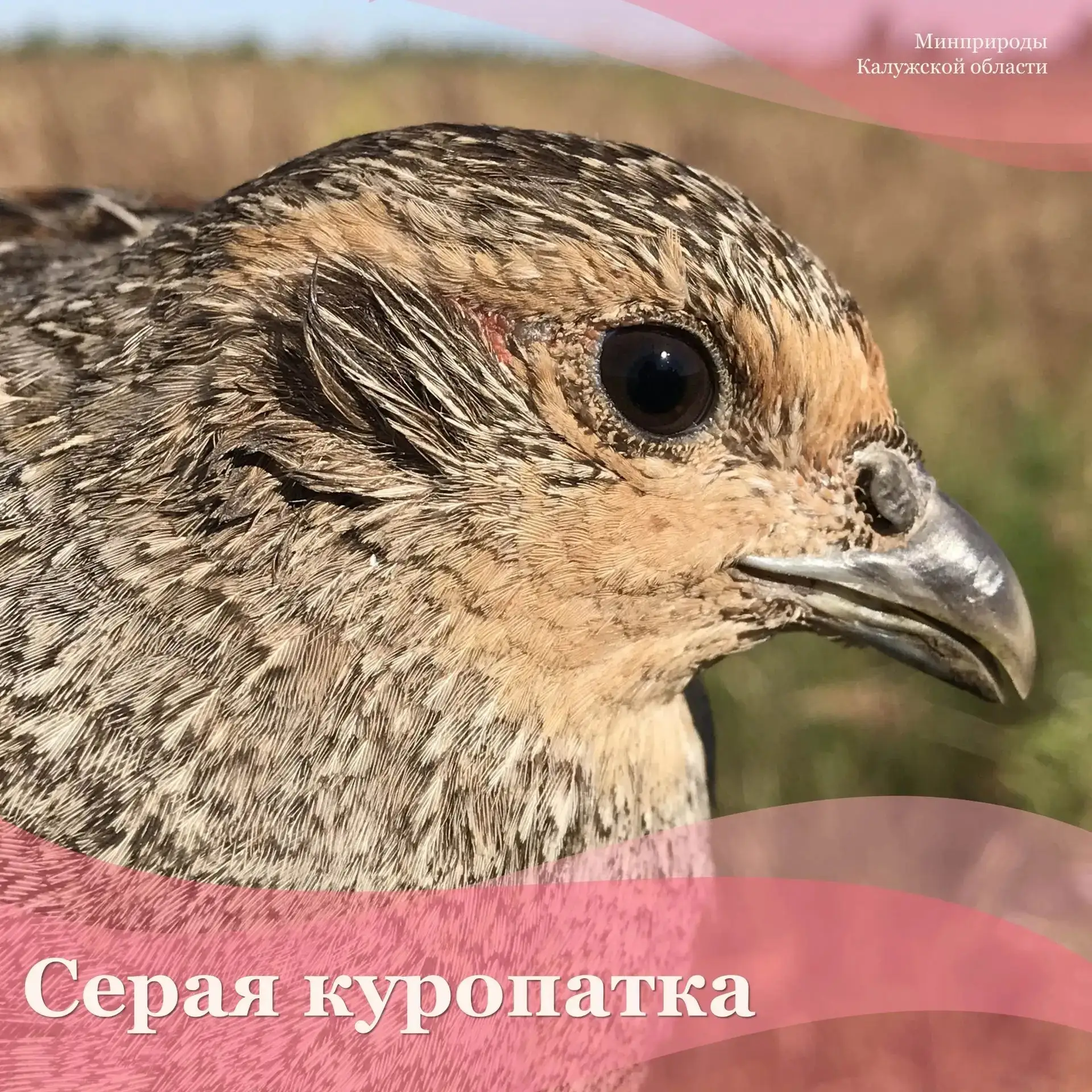 В литературных источниках можно найти сведения об обитании на территории нашего региона...