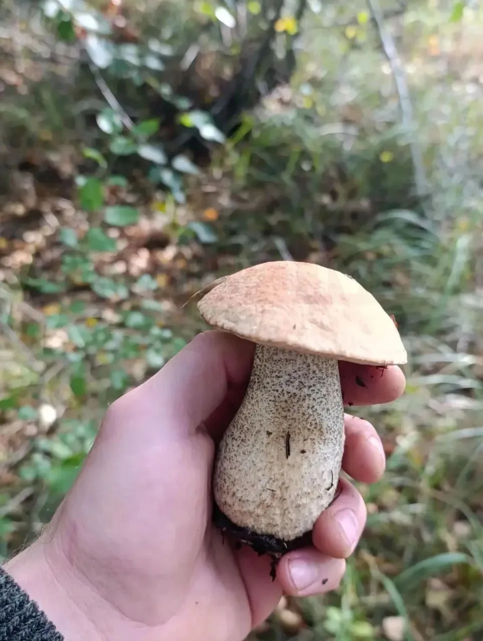 🍄 Грибным уловом хвастаются жители Станично-Луганского района.