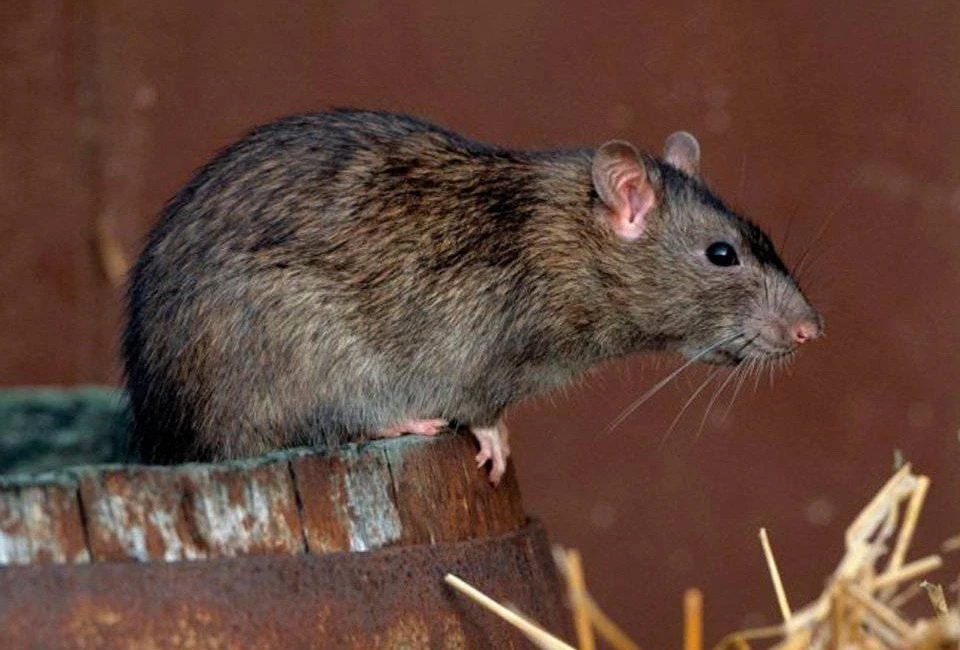 🐀 Во Владивостоке местные крысы могут являться переносчиками опасного хантавируса — ученые ДВФУ  Пер