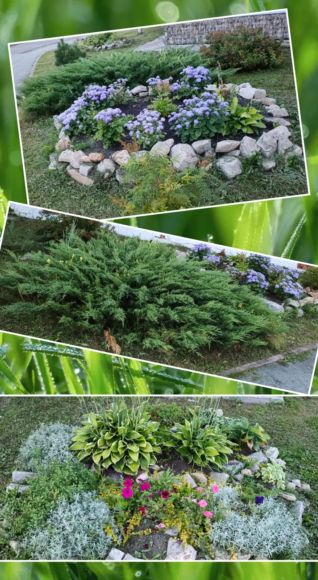 ☀️🌻🌿🌳🥬🥒🥕☀️🌻🌿🌳