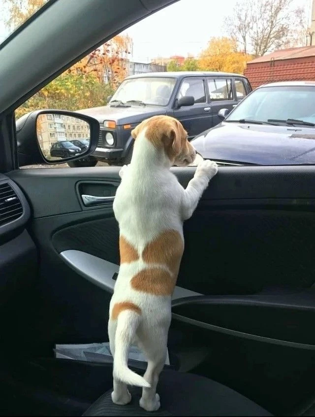 Время летит... Вчера — милый щенок, сегодня — солидный защитник. 🐾

🐶 Подписаться на Джеков.