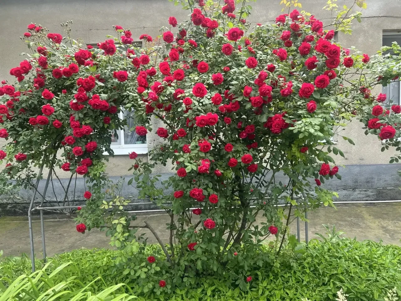 🌹

Год назад в МОУ СОШ №2 станицы Григорополисской появился  розарий «Цветы Победы».
Этот май дал о