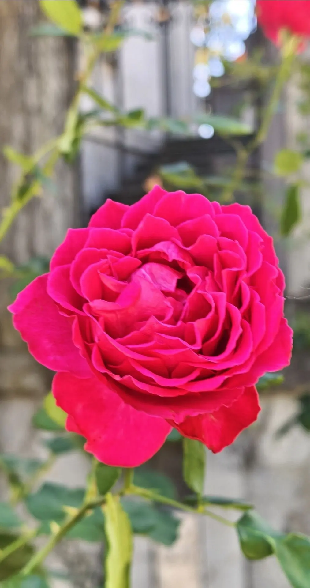 Чудесные розы МАССАНДРЫ🌹