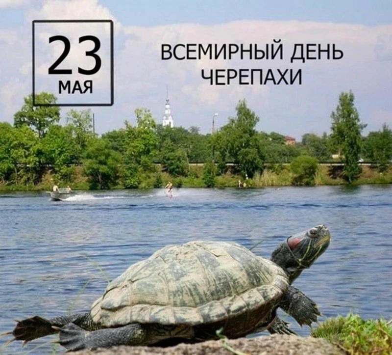 Ежегодно 23 мая  во всем  мире  отмечается  День  черепахи.