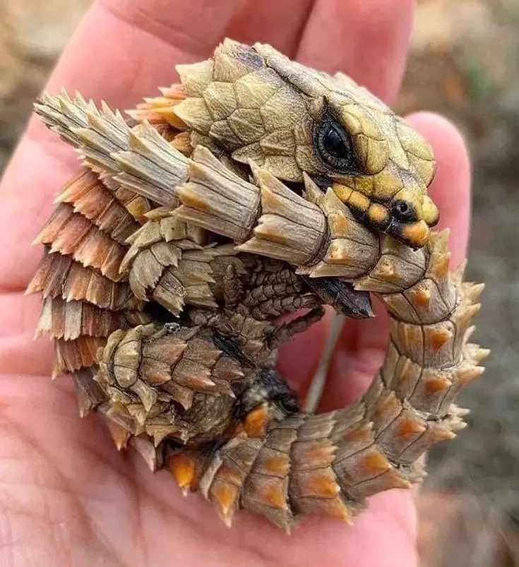 🦎 Выставка экзотический животных и растений пройдет в Казань Экспо