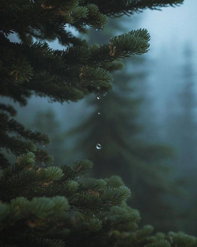 "Утешает только самое простое. Вода, дыхание, вечерний дождь. Только тот, кто одинок, понимает это."