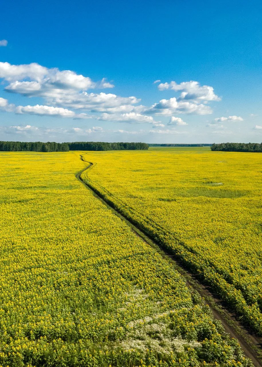 Природа лечит душу красотой и делает нас чуточку счастливей.. 🌿💚