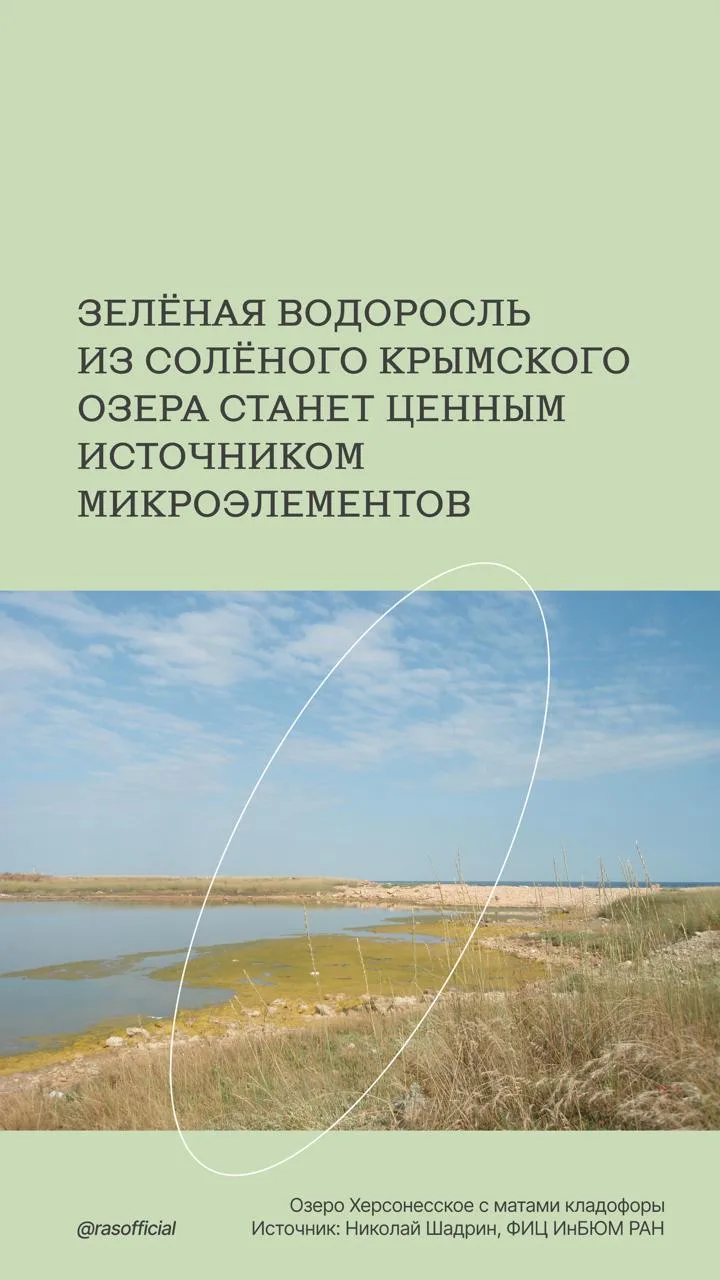 Зелёная водоросль из солёного озера Крыма стала источником микроэлементов. 

Сотрудники Института би