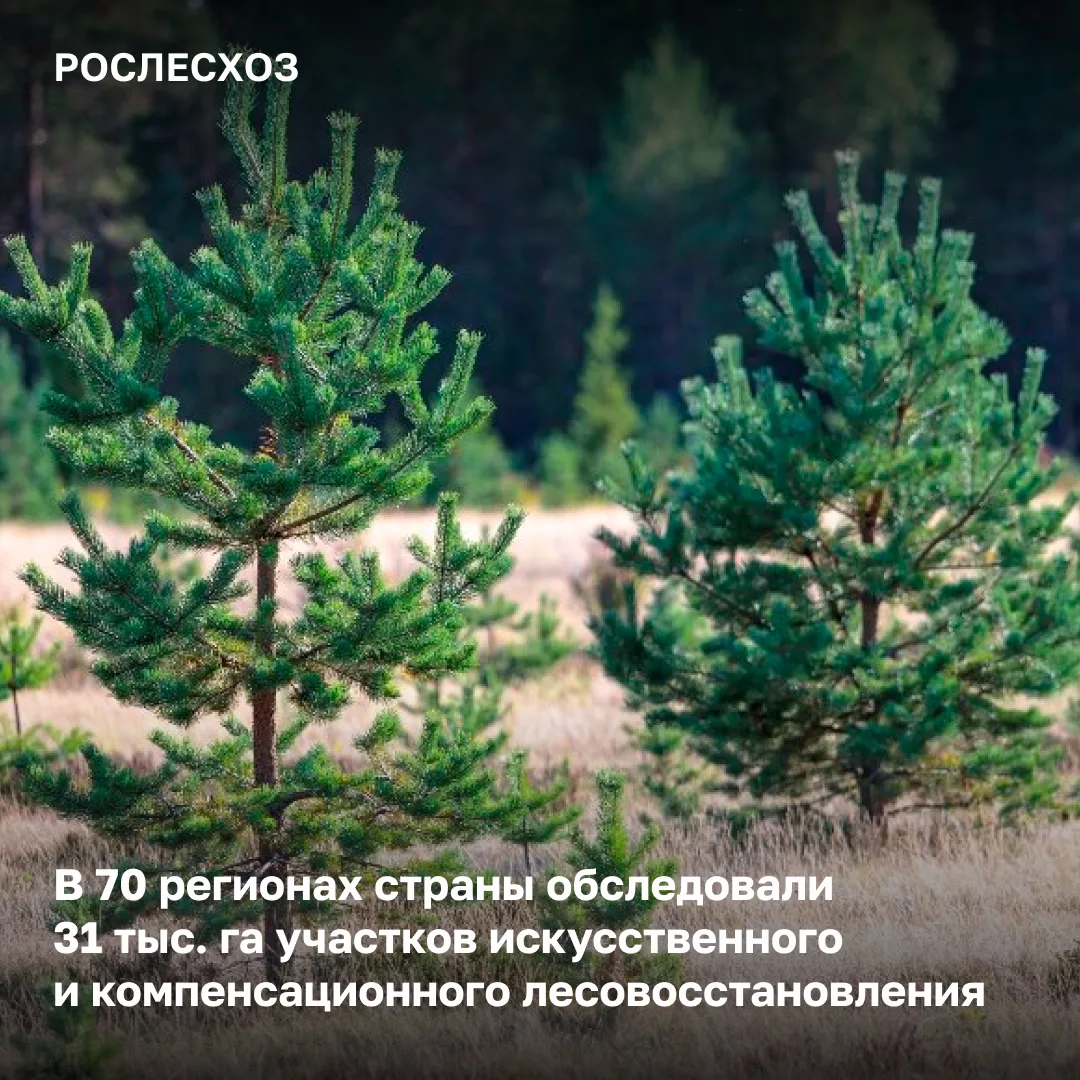 🟢 Рослесозащита, подведомственная Рослесхозу организация, проводит обследования участк...