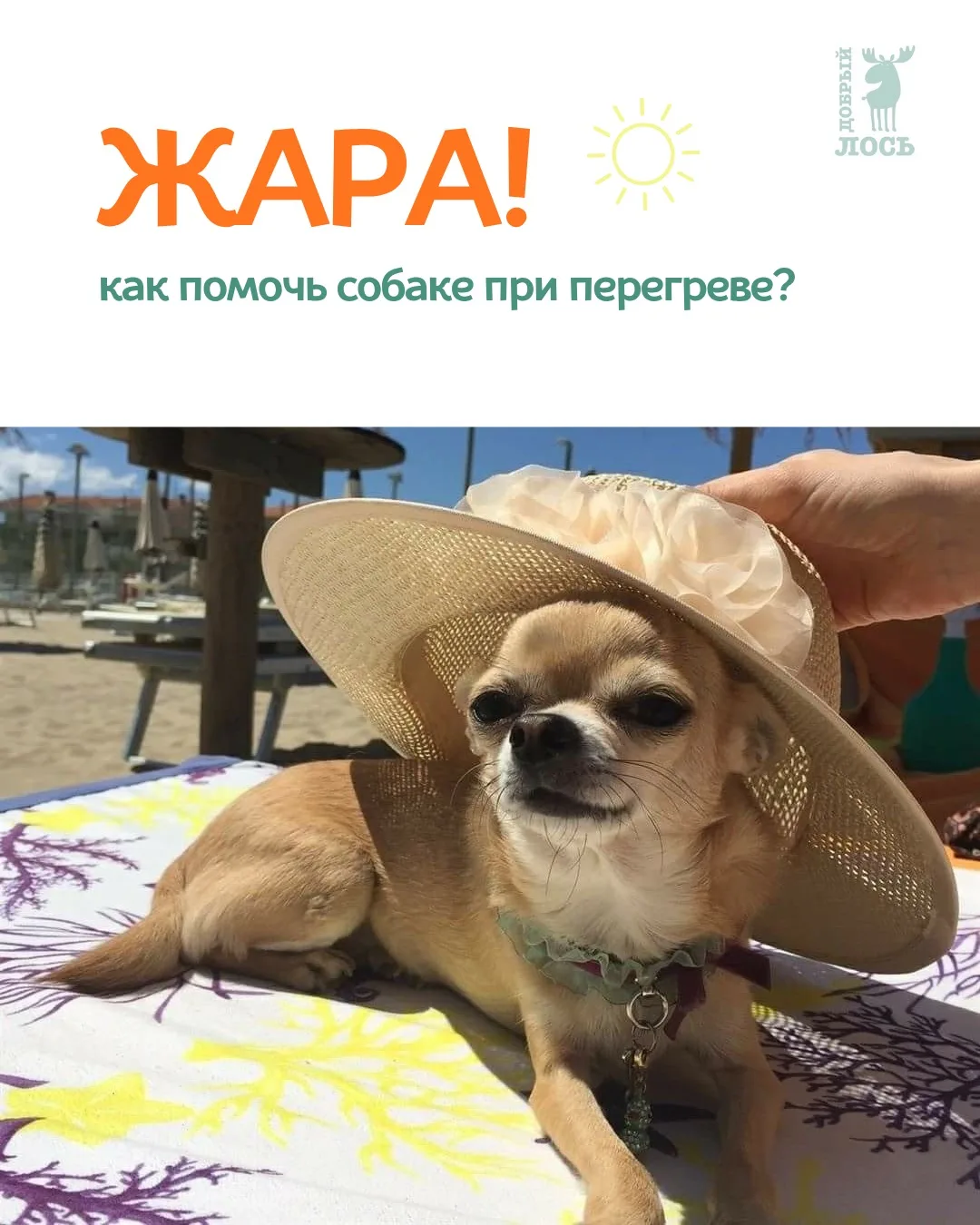 Перегрев - серьезное испытание для вашей собаки 🥵