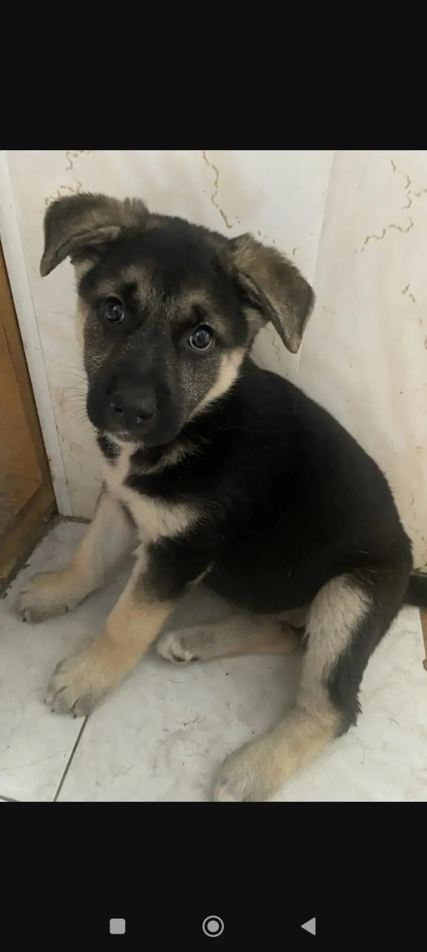 Славная малышка 🐾🐾в поисках своей любящей семьи. ❤
Возраст приблизительно 2 месяца. 
Кушает всё. 
