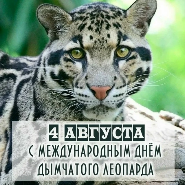 🐆 4 августа – Международный день дымчатого леопарда