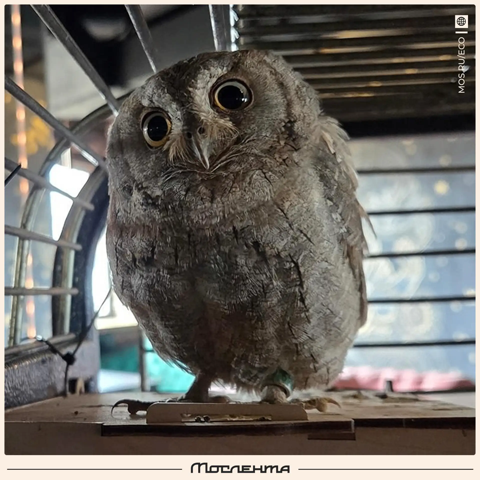 🦉 Редкую краснокнижную сову спасли в Москве.