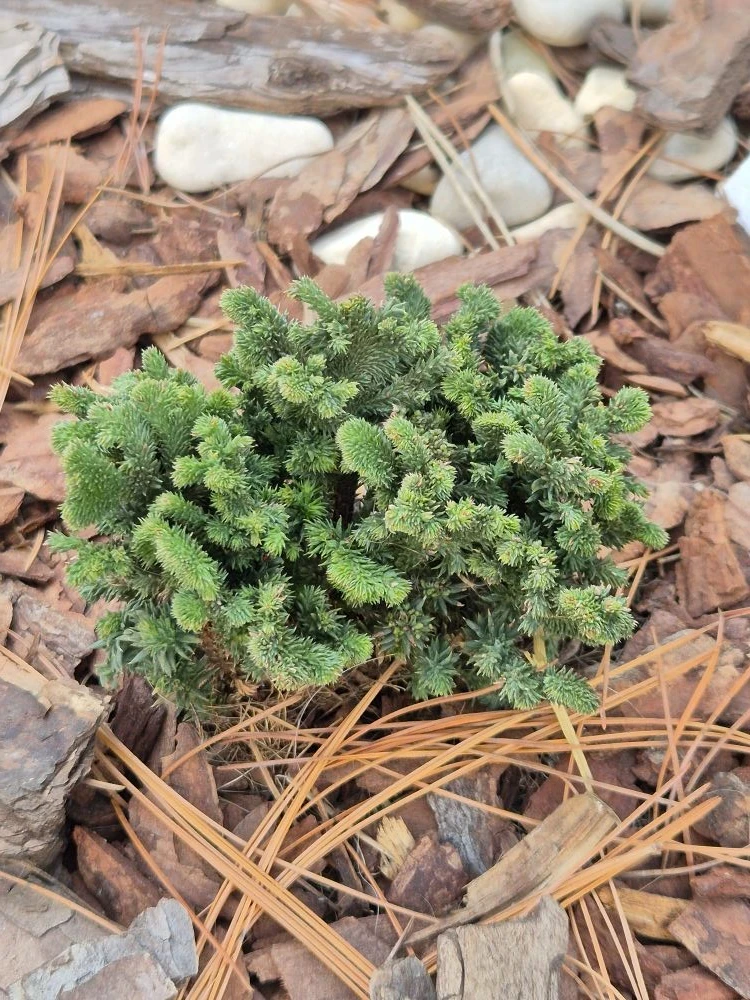 Thuja plicata 'Haley Bob'