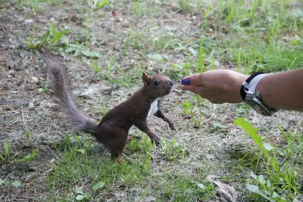 Летний график работы белок Корсаковского парка 🐿️🌿

Друзья, часто слышим вопрос: «Во сколько лучше