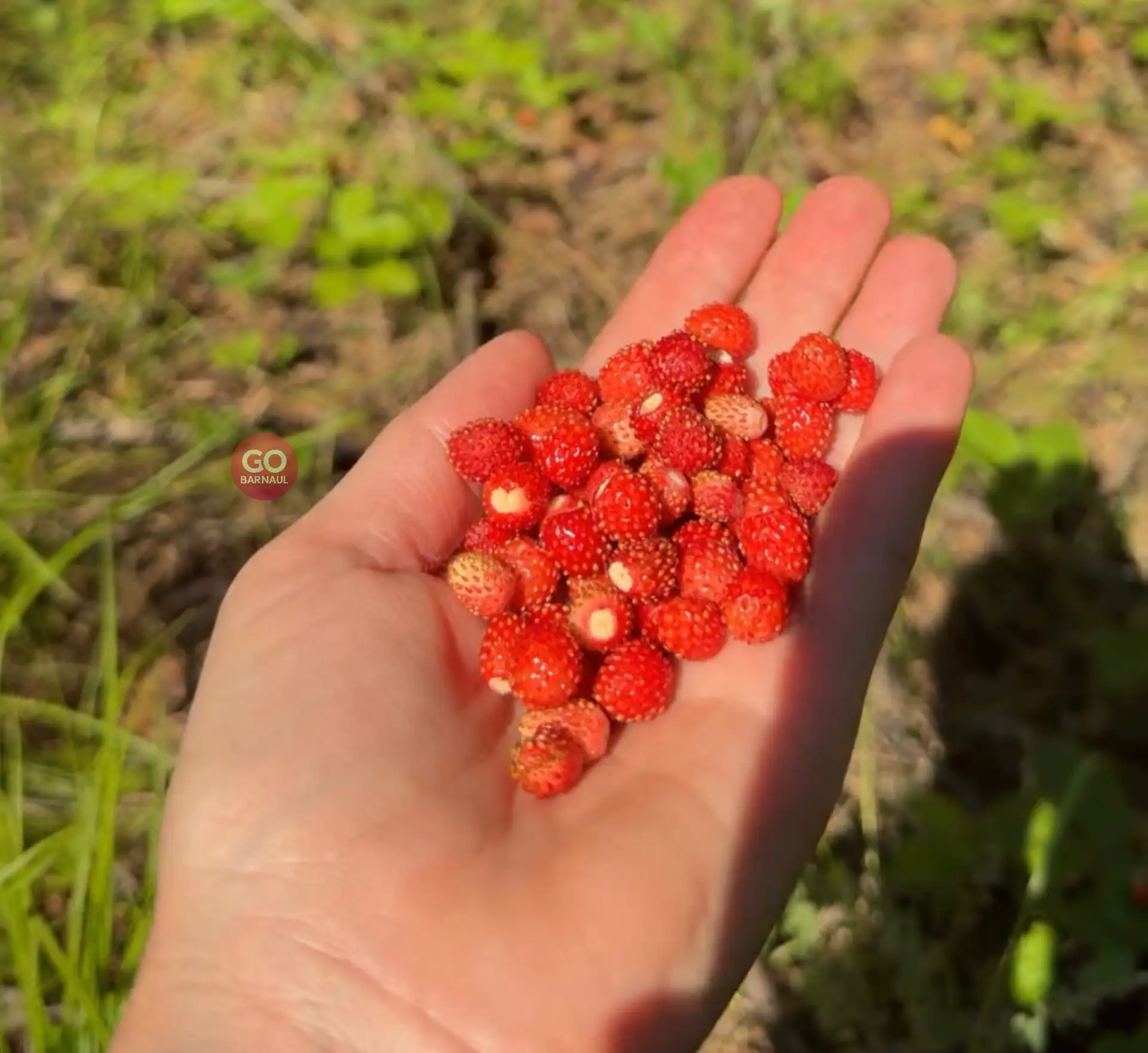 🍓Ягодка уже поспела в лесу, кадрами поделилась наша подписчица