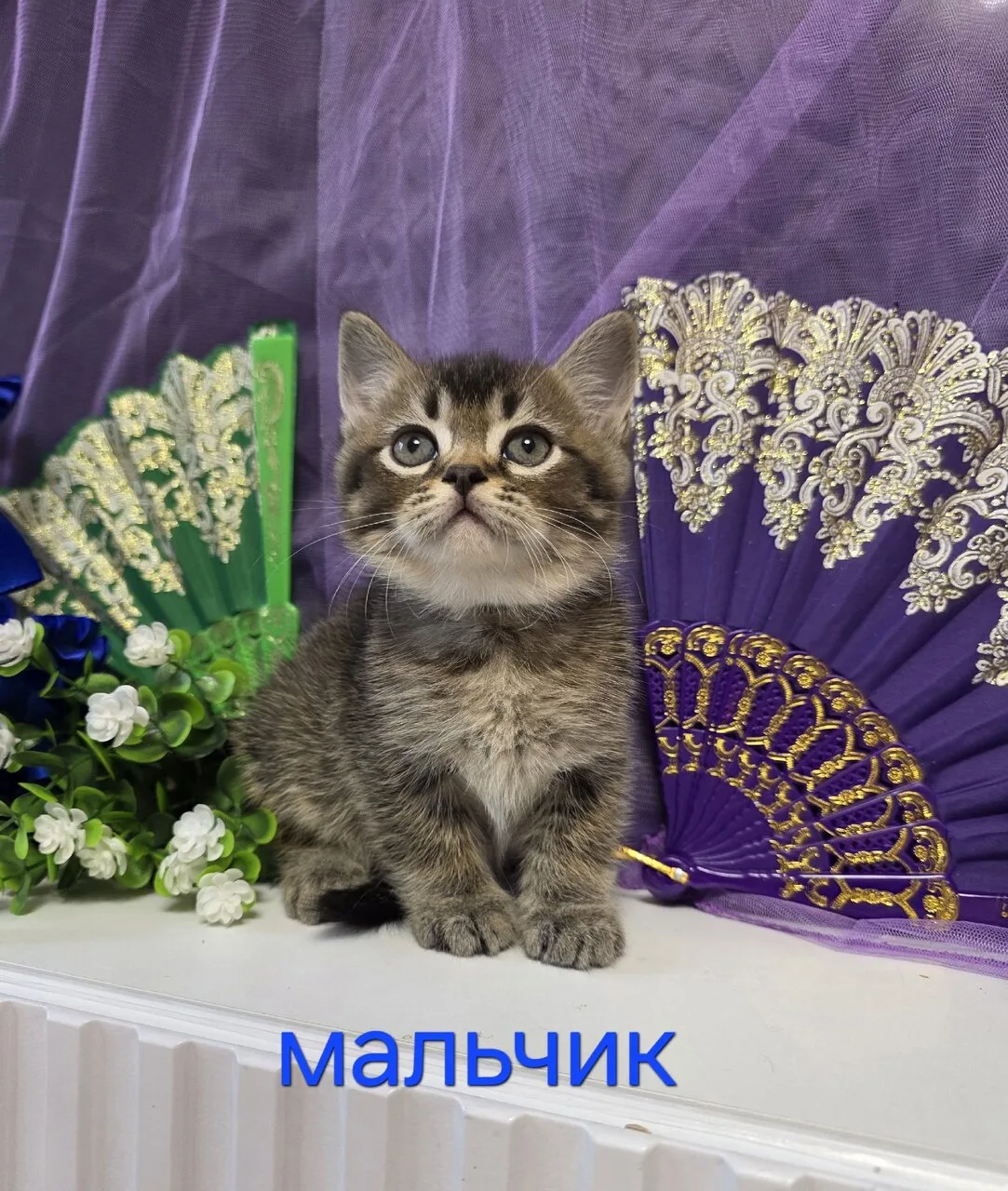 Продам шотландских котят, Горловка