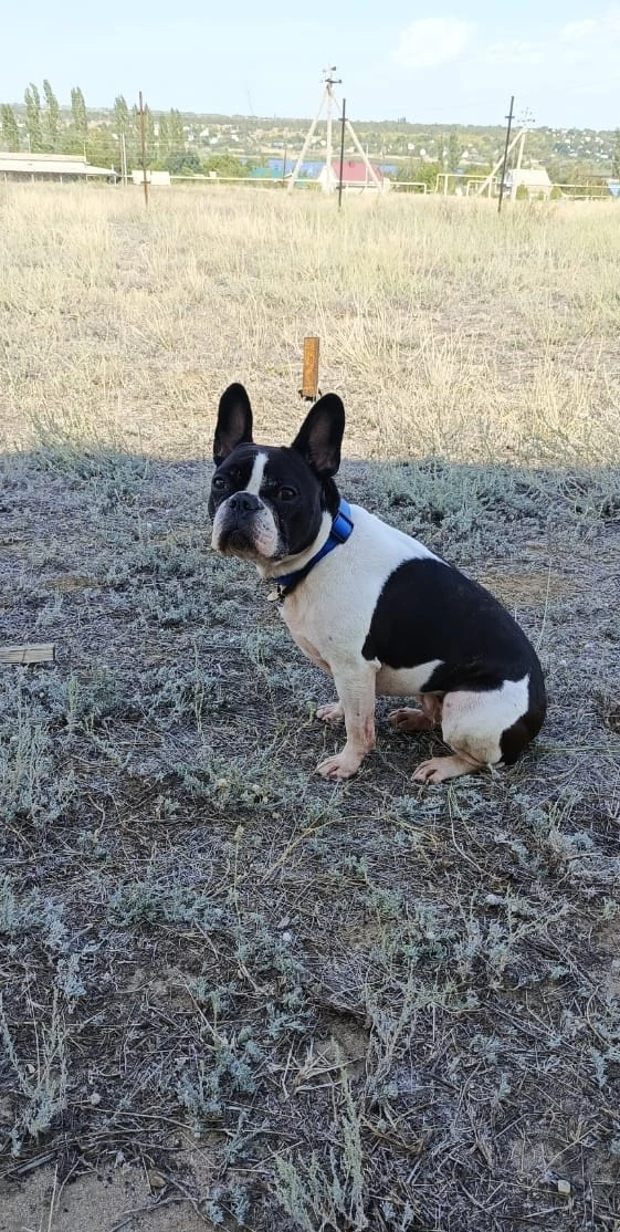 🐕Ищу ответственного и доброго человека с большим сердцем забрать на передержку мою Боську в конце а