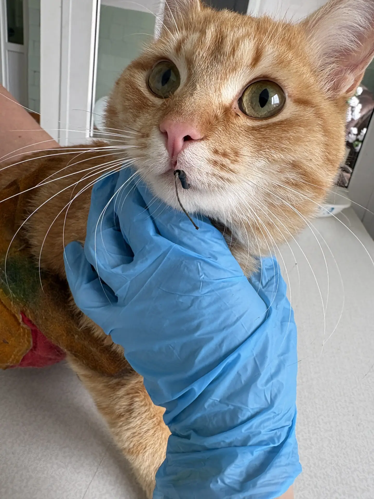 Утро кота Персика не задалось 🐟😿