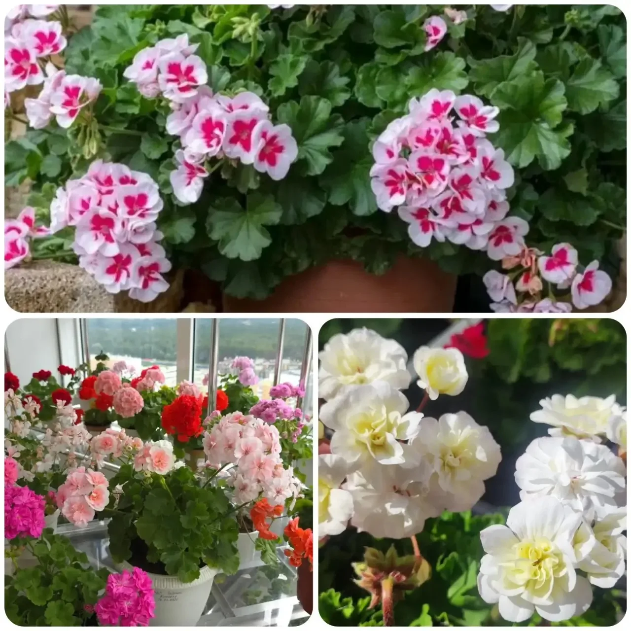 ▌ 🌸 ЧУДО-УДОБРЕНИЕ ДЛЯ ГЕРАНИ: пышное цветение без химии! 🌸

Хотите, чтобы ваша герань радовала гл