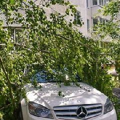 Новокузнечанин высудил с администрации более ста тысяч за дерево, ни с того ни с сего у...