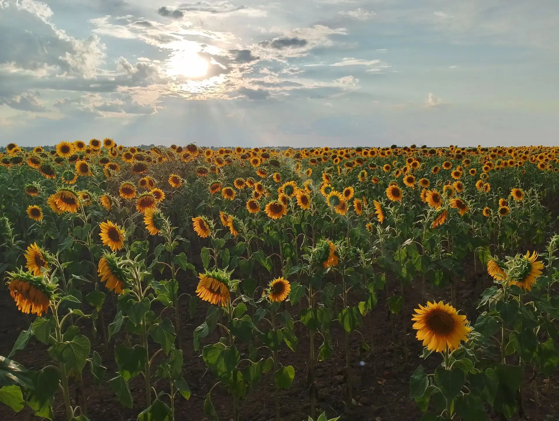 ☀️ Доброе утро, друзья!

Сегодня — последняя пятница июля, а впереди — уютный август. Пусть день буд