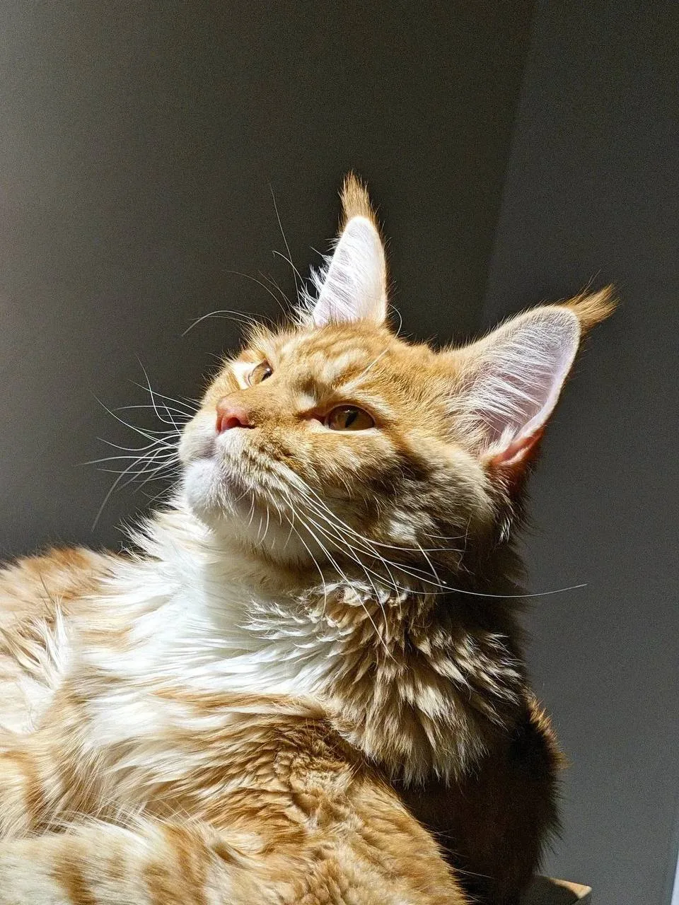 🐱 Мейнкуны ждут вас на фестивале в «Этажах»  В лофт-проекте «Этажи» на площадке «Синий пол» пройдёт 