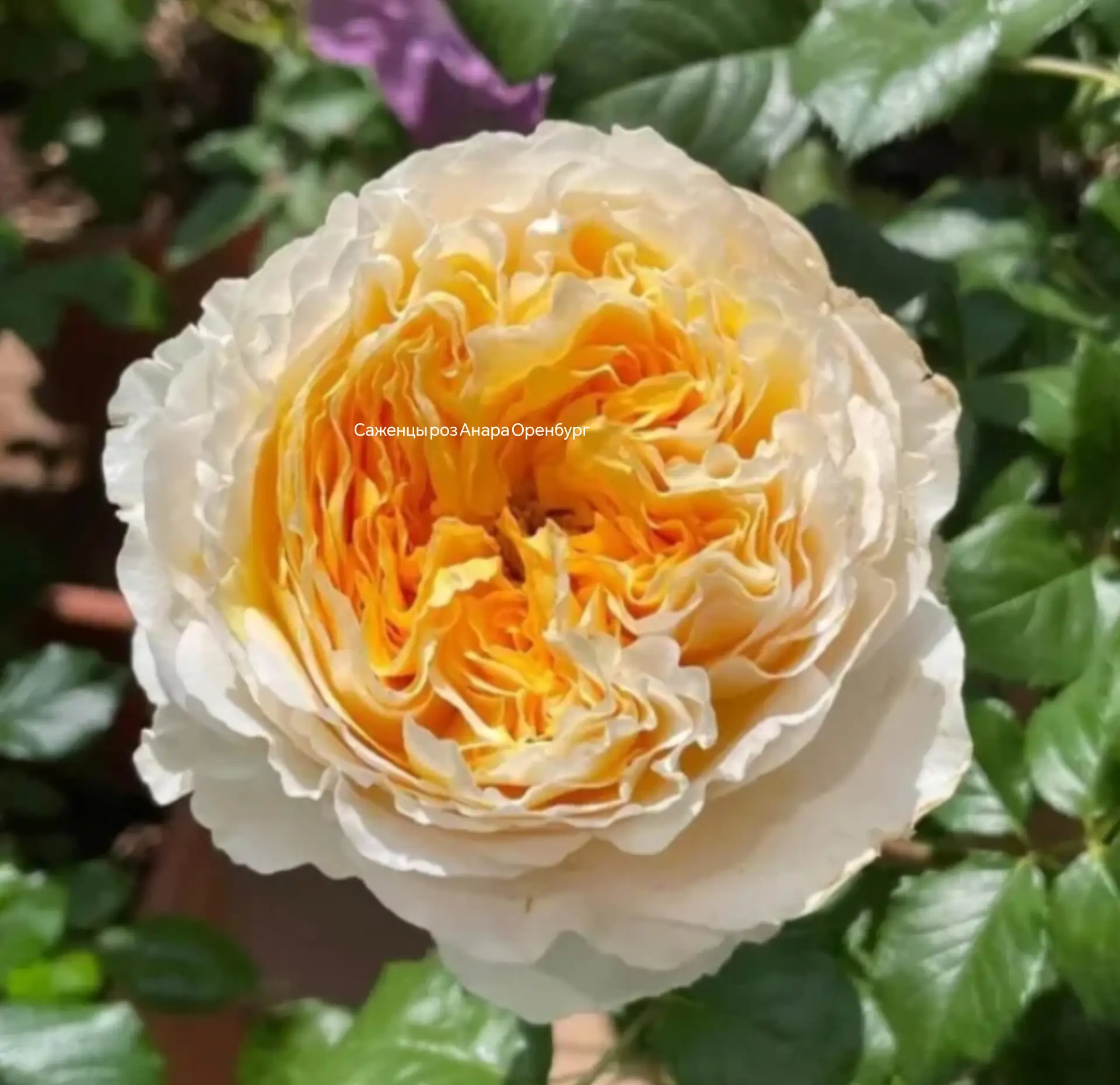 Роза 🌹 Биатрис Beatrice ( David C. H. Austin Великобритания )