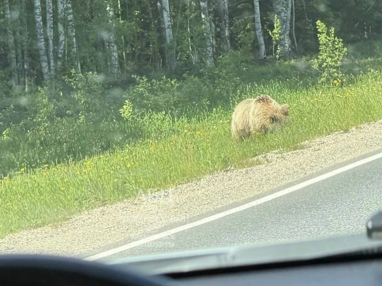 🐻 Медведи всё чаще выходят к дорогам Поморья! Очередную встречу засняли под Плесецком

Очевидцы ост