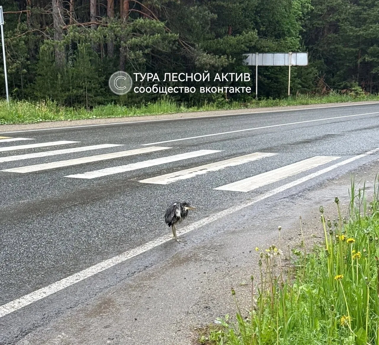 Птенец цапли на обочине дороги между Верхней Турой и Кушвой.