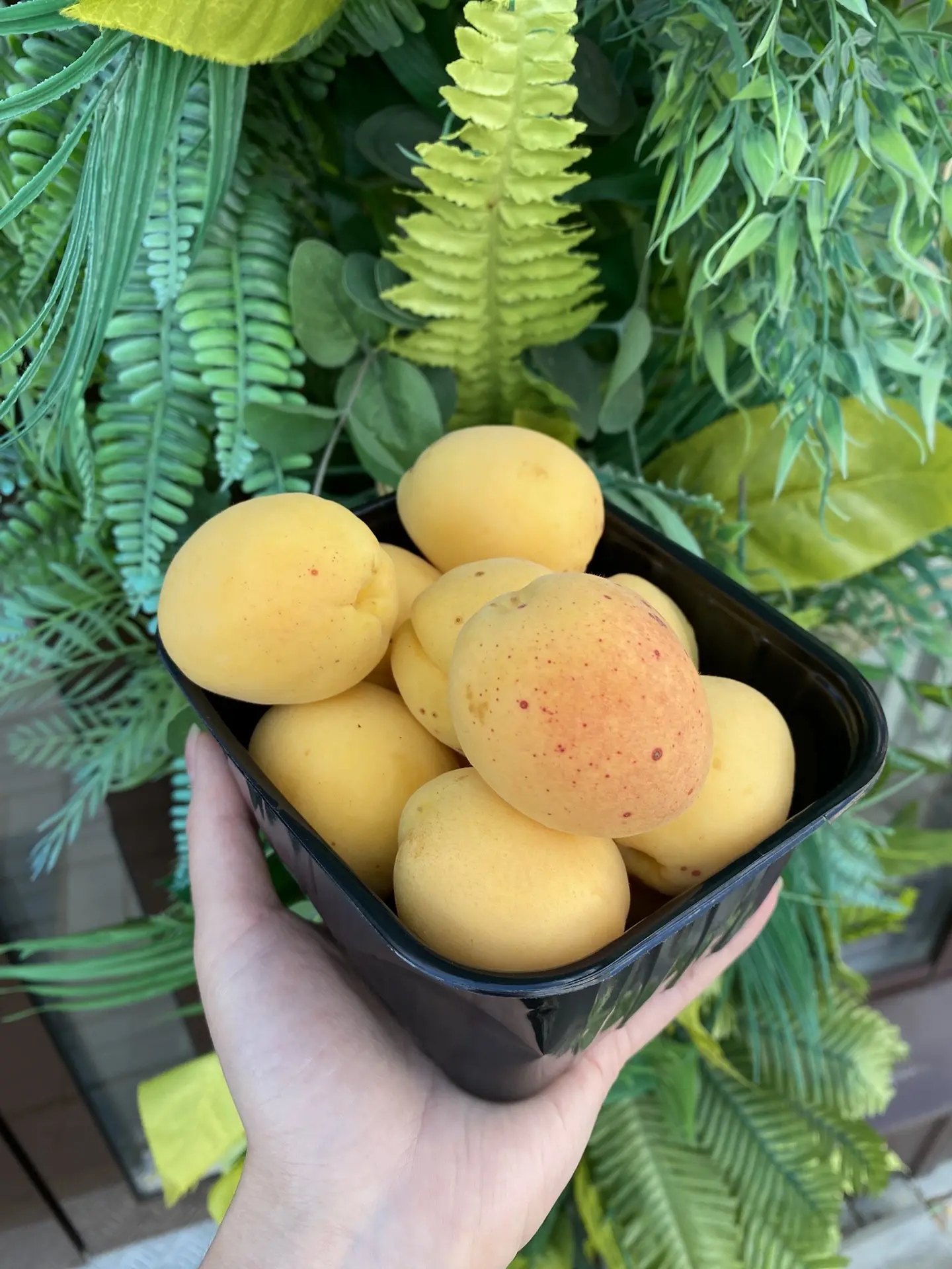 Абрикосы Киргизия 💛
Нереально сладкие 😍
400₽/кг