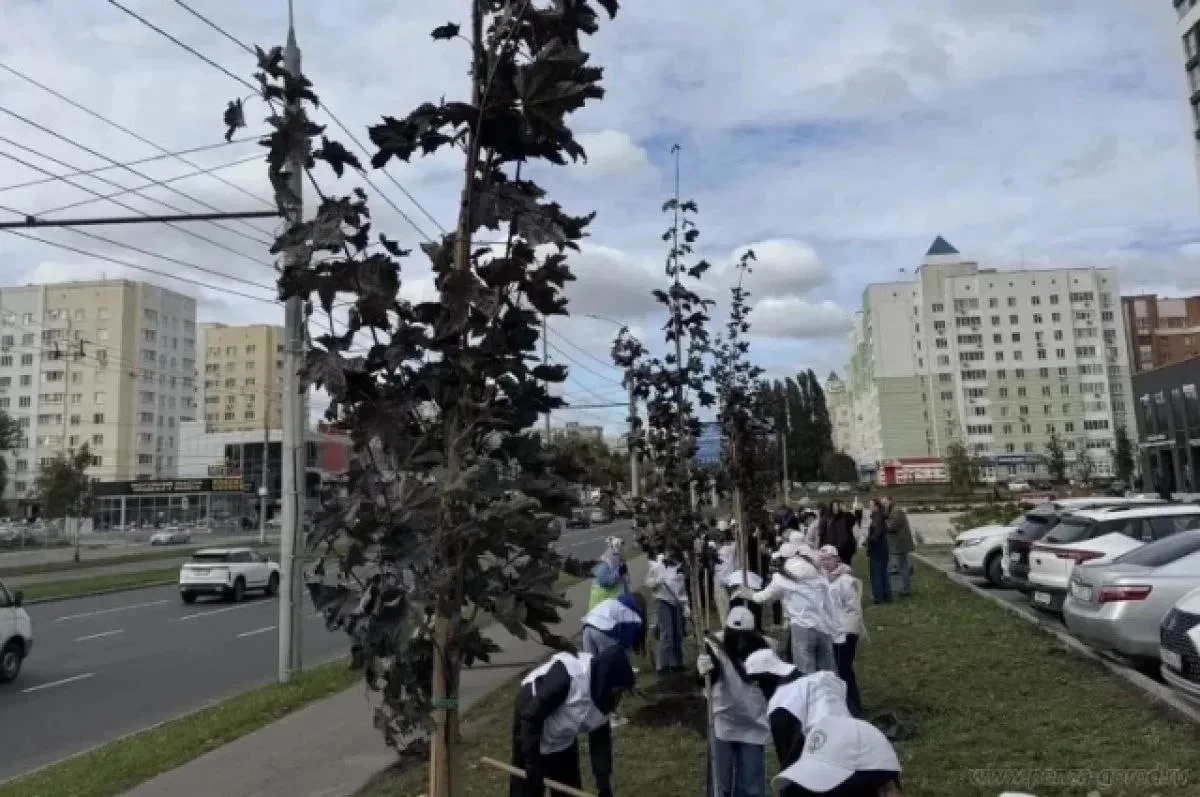 🌳80 молодых саженцев пирамидальных тополей высадили на ул. Чаадаева в Пензе