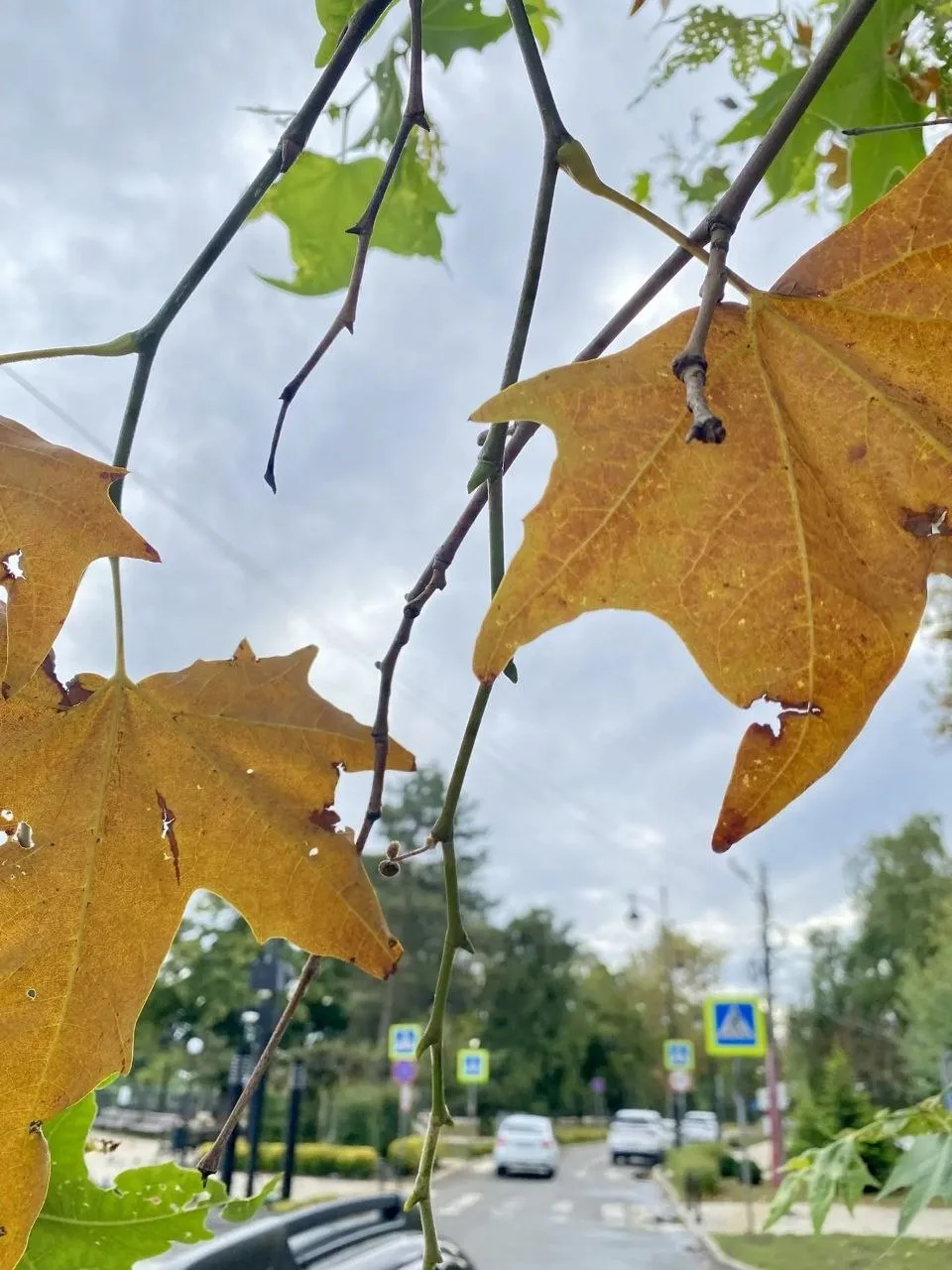 🍁🍂Доброе дождливое утро, Славянский район!