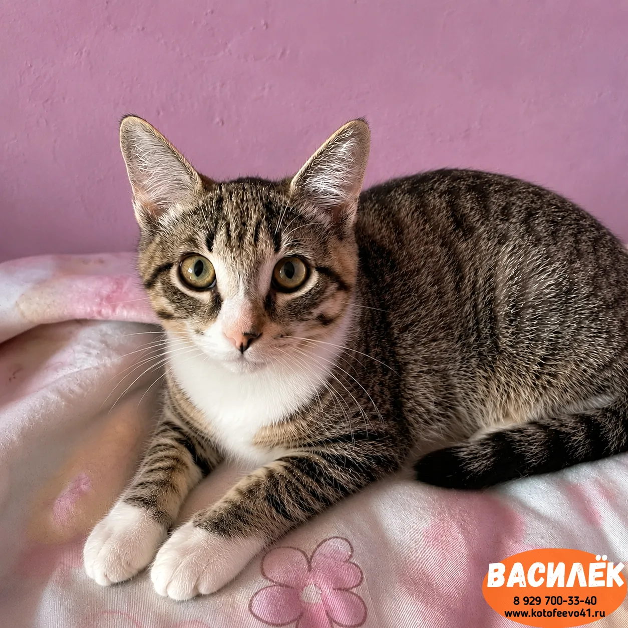 Котёнок *Василёк*