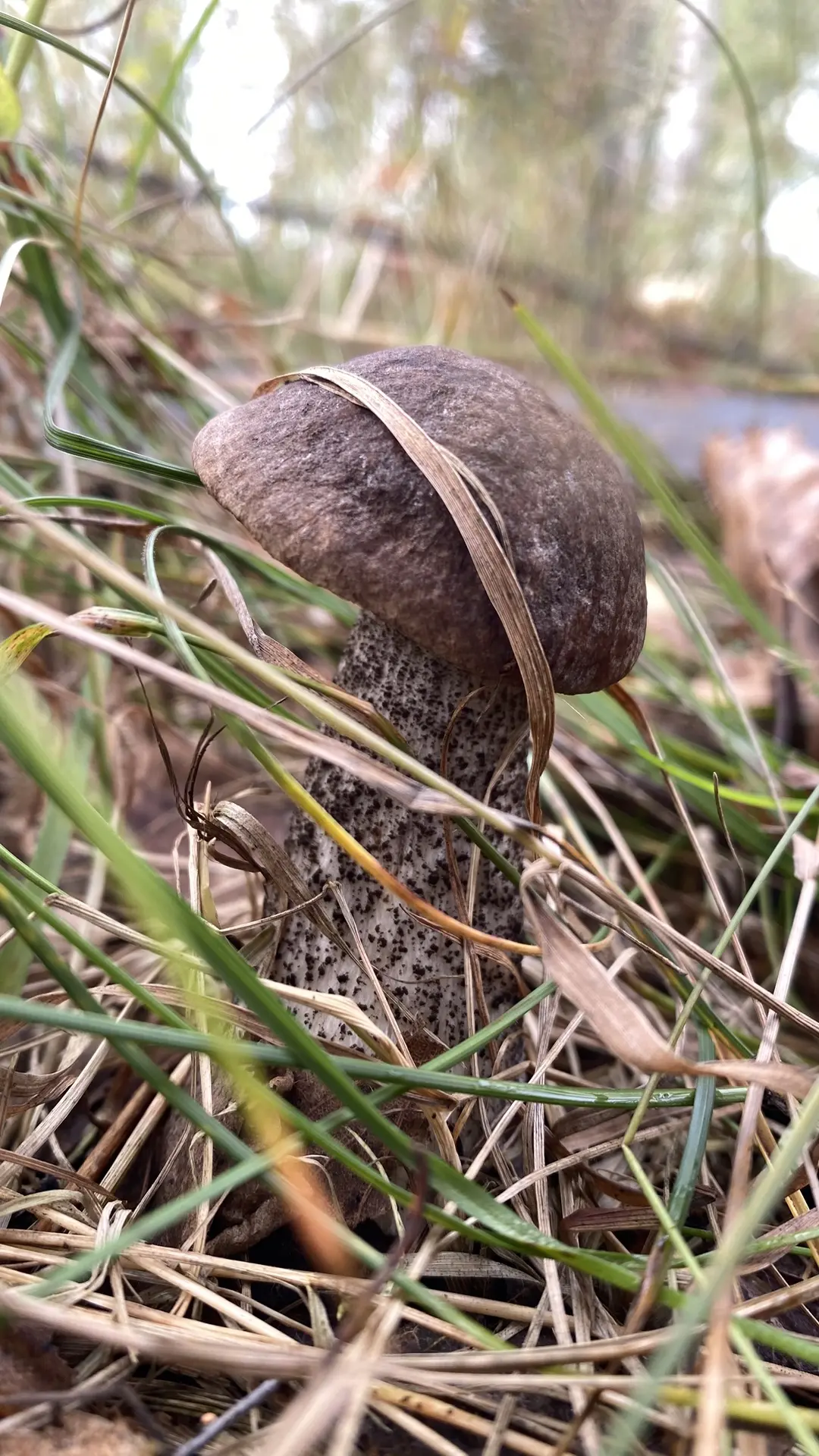 🍄 Кажется, лес решил нас угостить . Грибы пошли. Причём сразу хорошие: белые, подосино...
