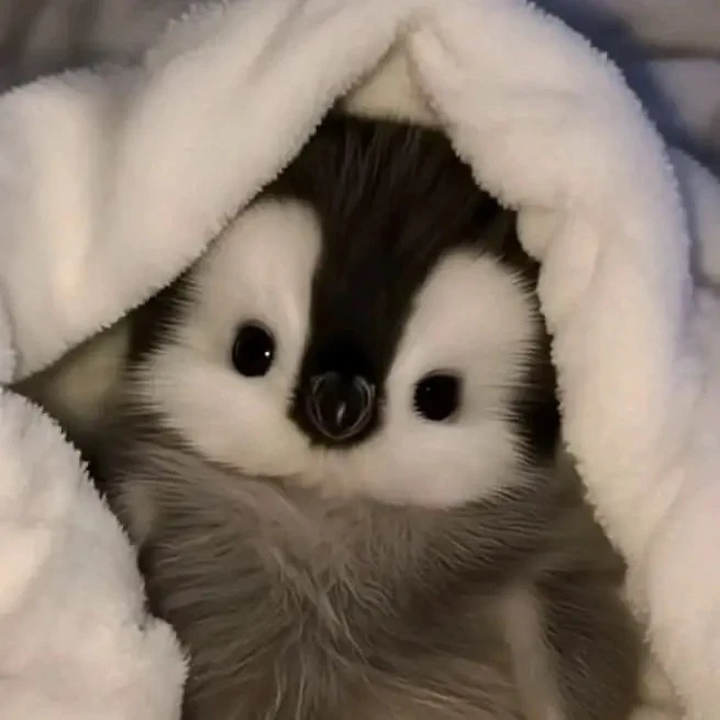 Аватарки с пингвинами🐧