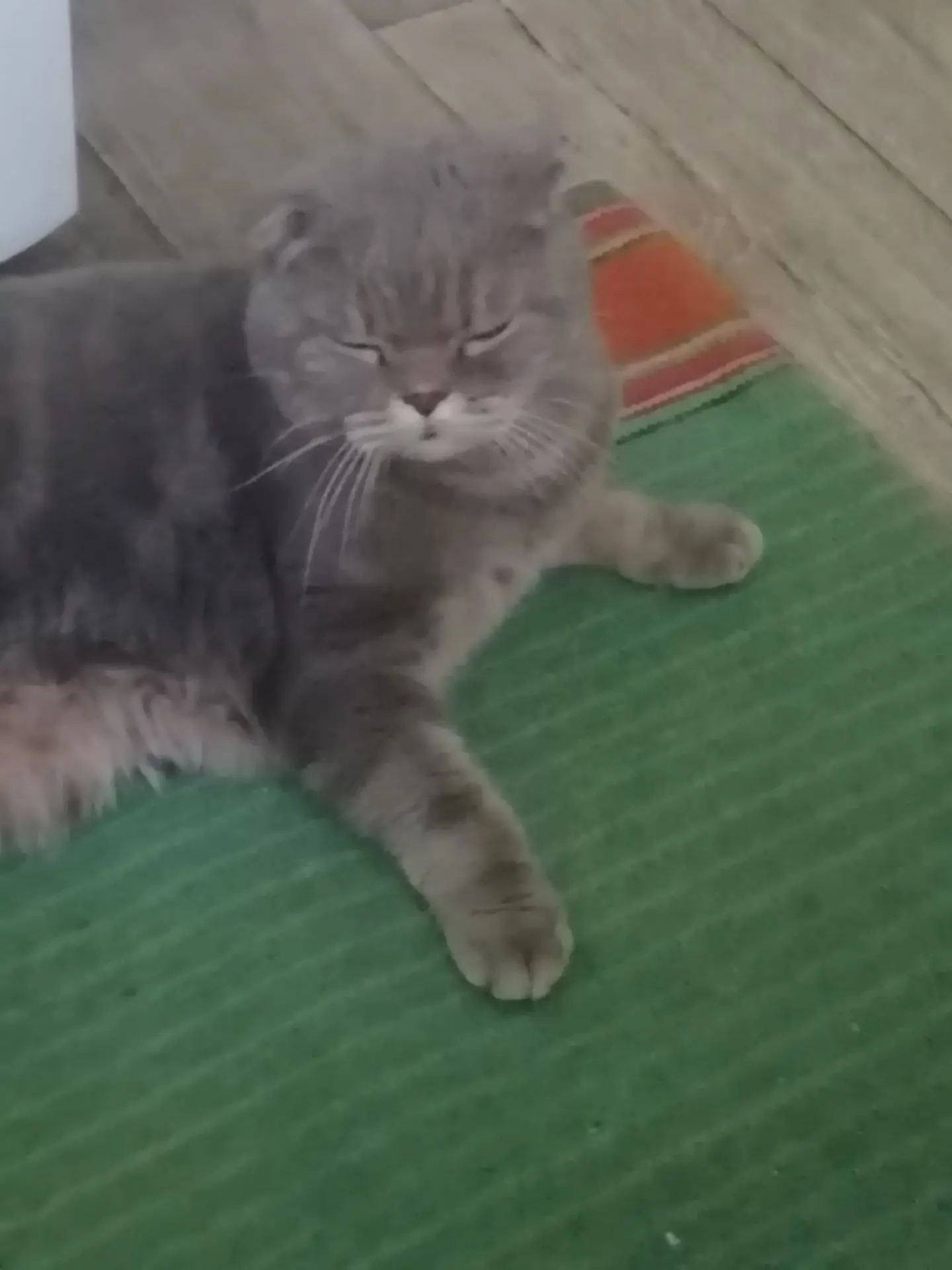 Не теряю надежды , что найдется хозяин этого чудесного котика , ласковый , но плачет , ...